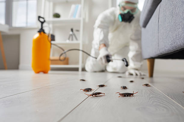 Commercial Rodent Management in Alamo